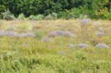 Балка Бирючья, image of landscape/habitat.