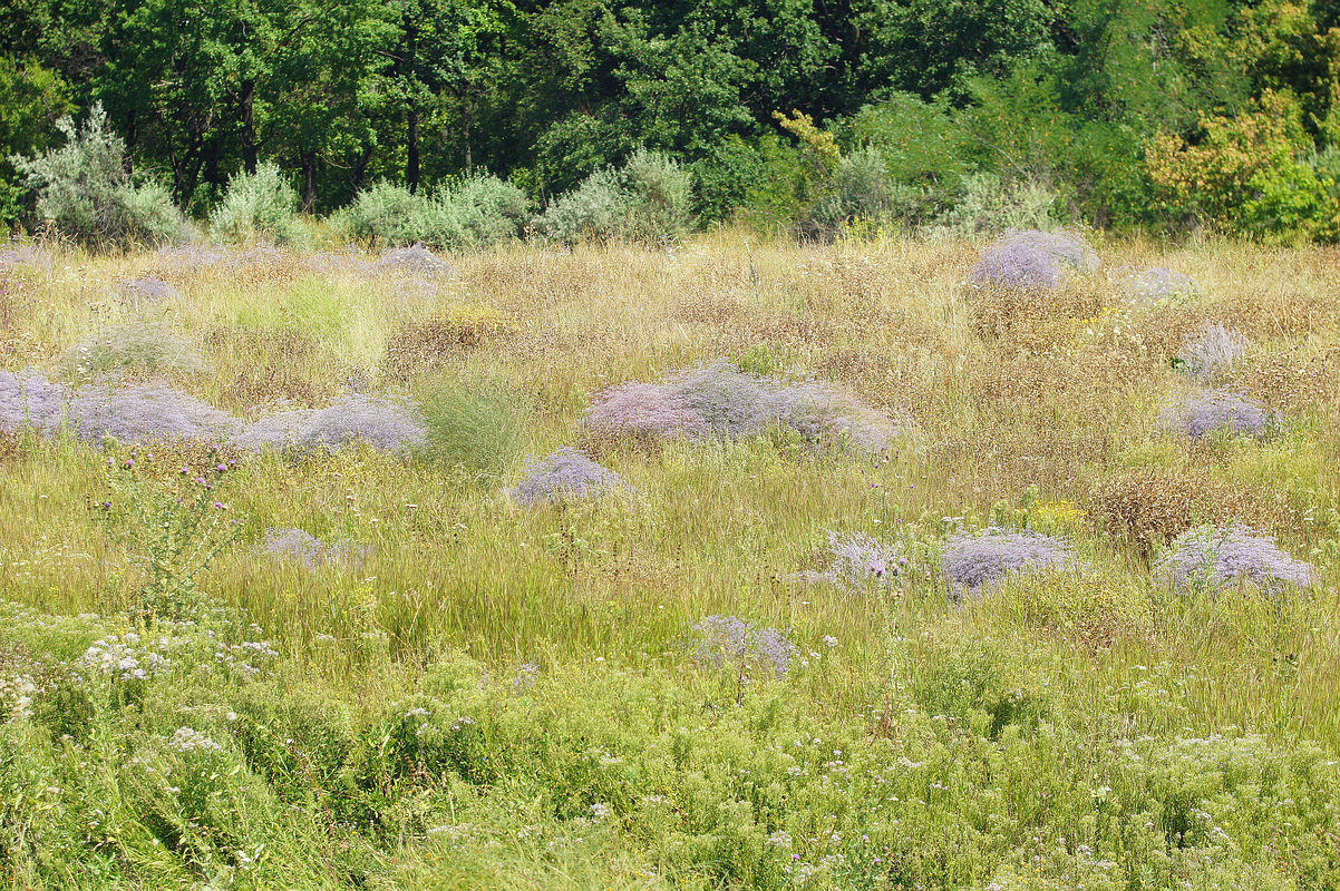 Балка Бирючья, image of landscape/habitat.