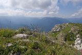 Черногор, image of landscape/habitat.