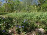 Агармышский лес, image of landscape/habitat.