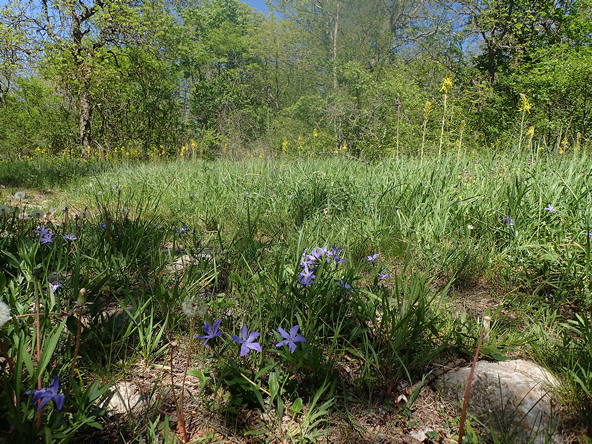 Агармышский лес, image of landscape/habitat.