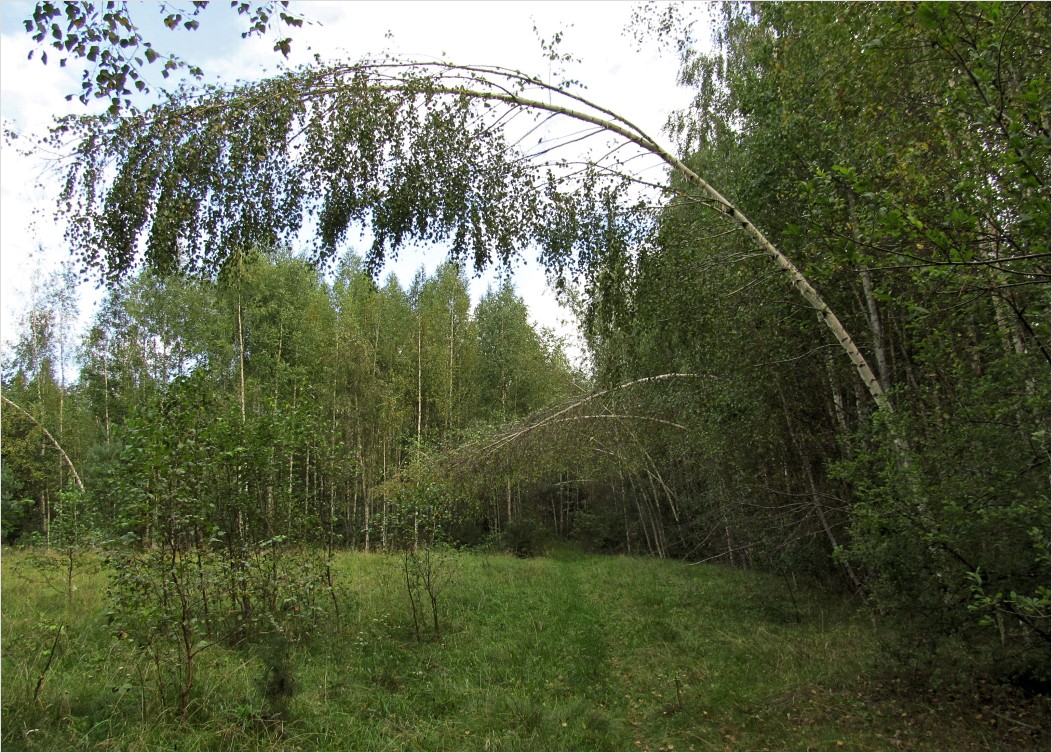 Пелецкий Мох, image of landscape/habitat.