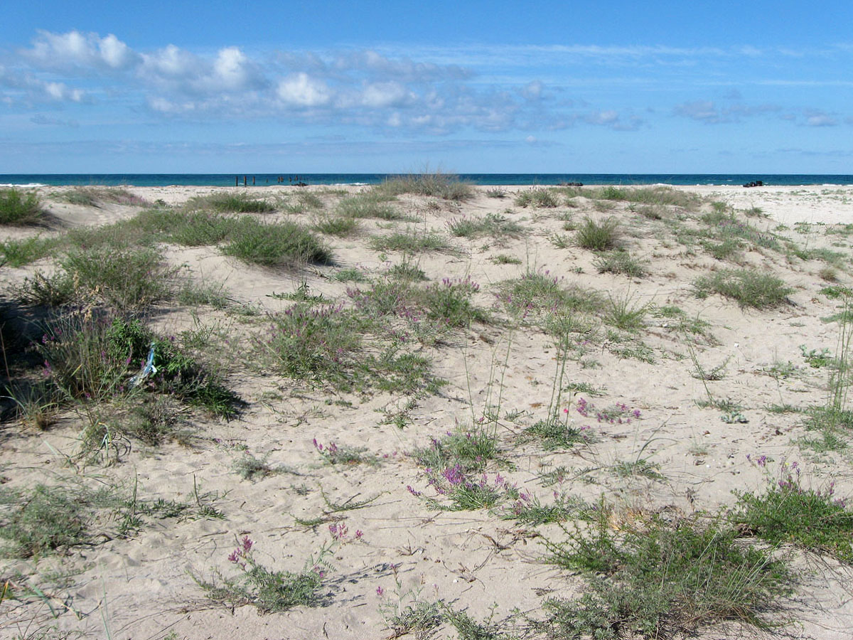 Донузлав, image of landscape/habitat.