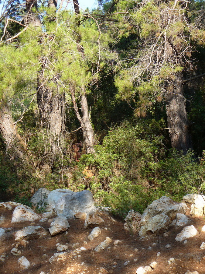 Кириш и окрестности, image of landscape/habitat.
