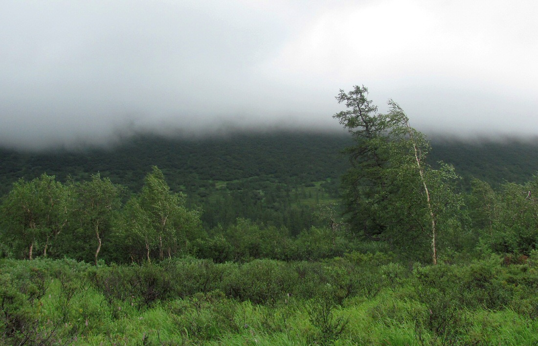 Кемьрезьрузь, image of landscape/habitat.