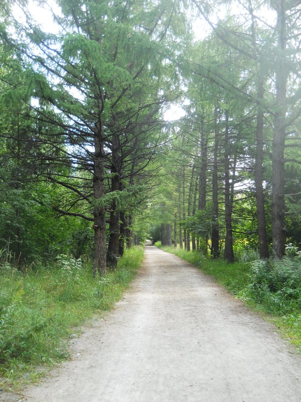 Новосибирский дендропарк, image of landscape/habitat.