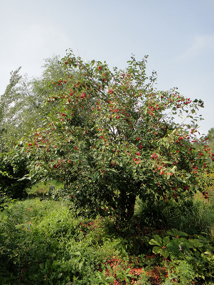 Иркутск, image of landscape/habitat.