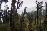 Image of landscape
