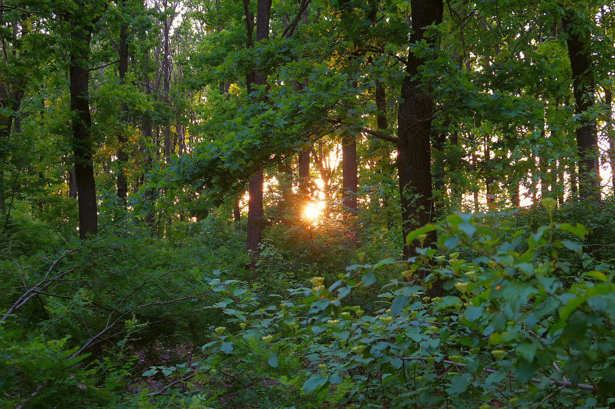 Балка Бирючья, image of landscape/habitat.