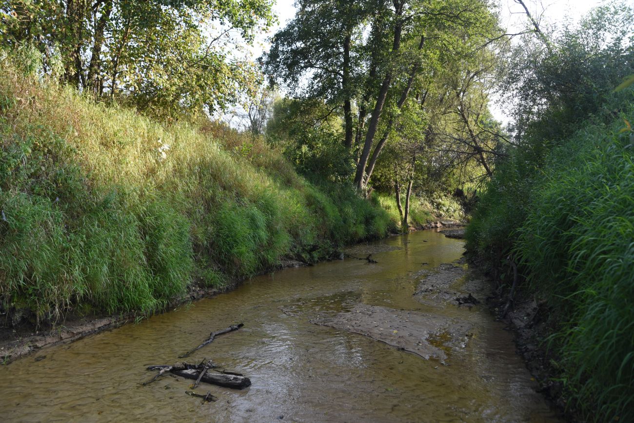 Устье ручья Черебеть, image of landscape/habitat.