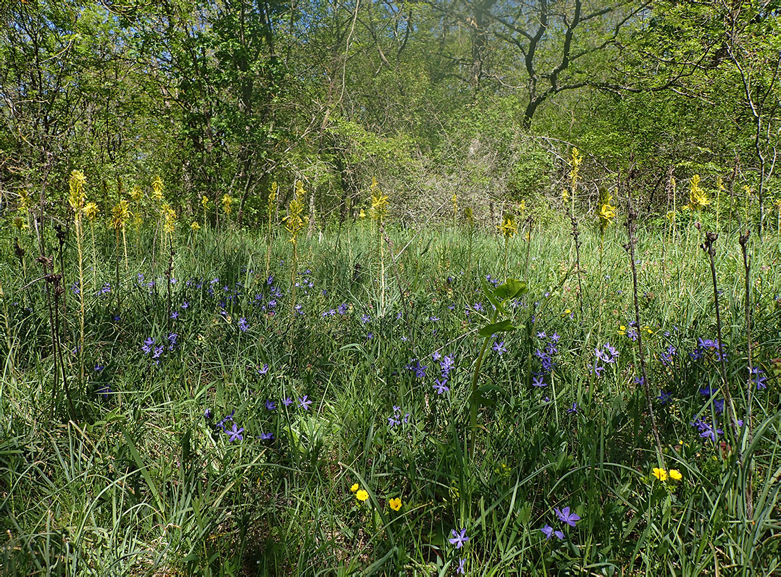 Агармышский лес, image of landscape/habitat.