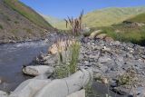 Чехычай, image of landscape/habitat.