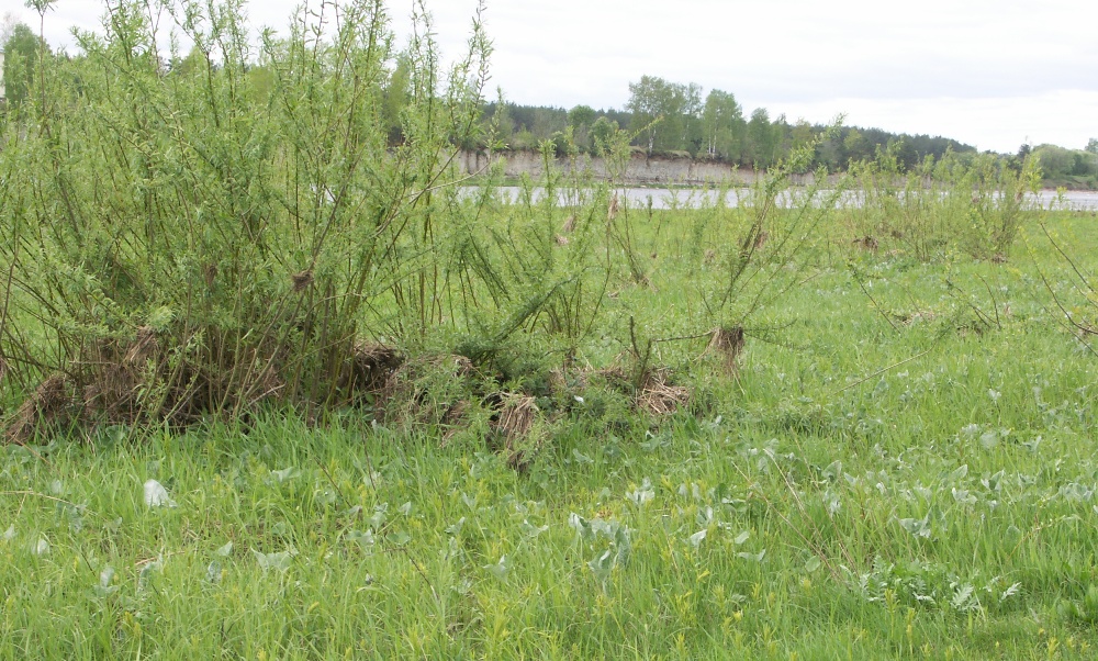 Выбуты, image of landscape/habitat.