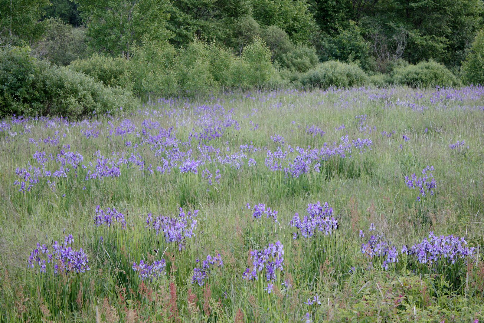 Пойма Луги у дер. Кемка, image of landscape/habitat.