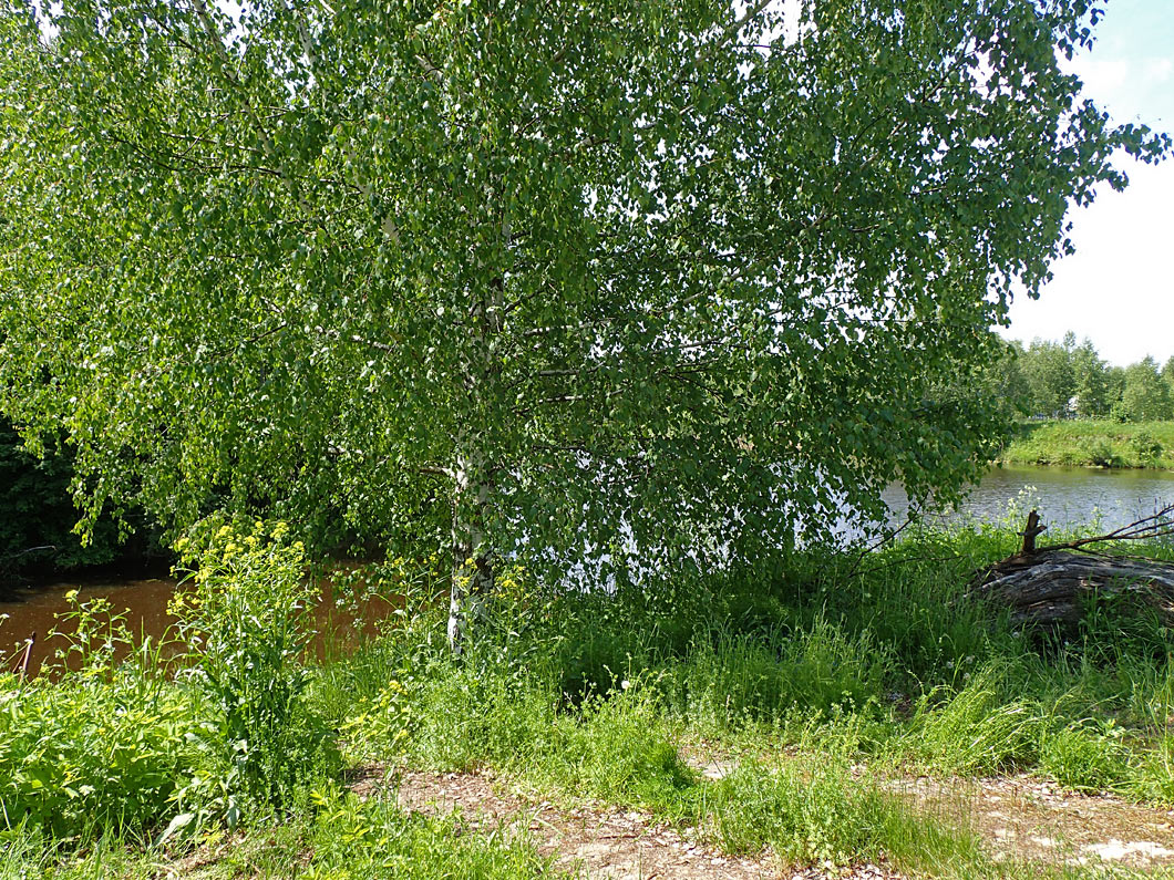 Волдынь - Ябдино, изображение ландшафта.