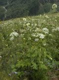 Восточный склон горы Чегет, image of landscape/habitat.