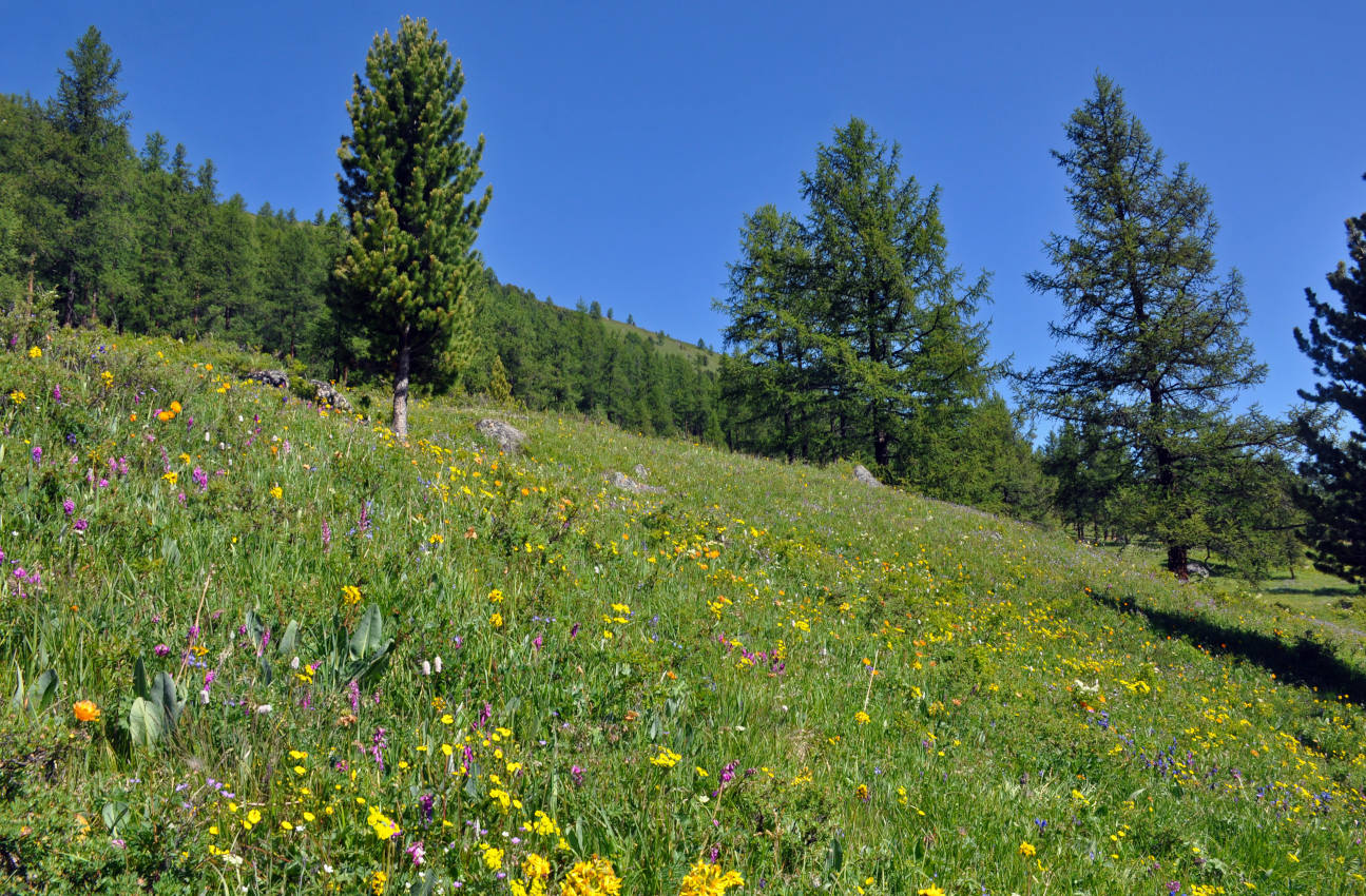 Верховья реки Актру, image of landscape/habitat.