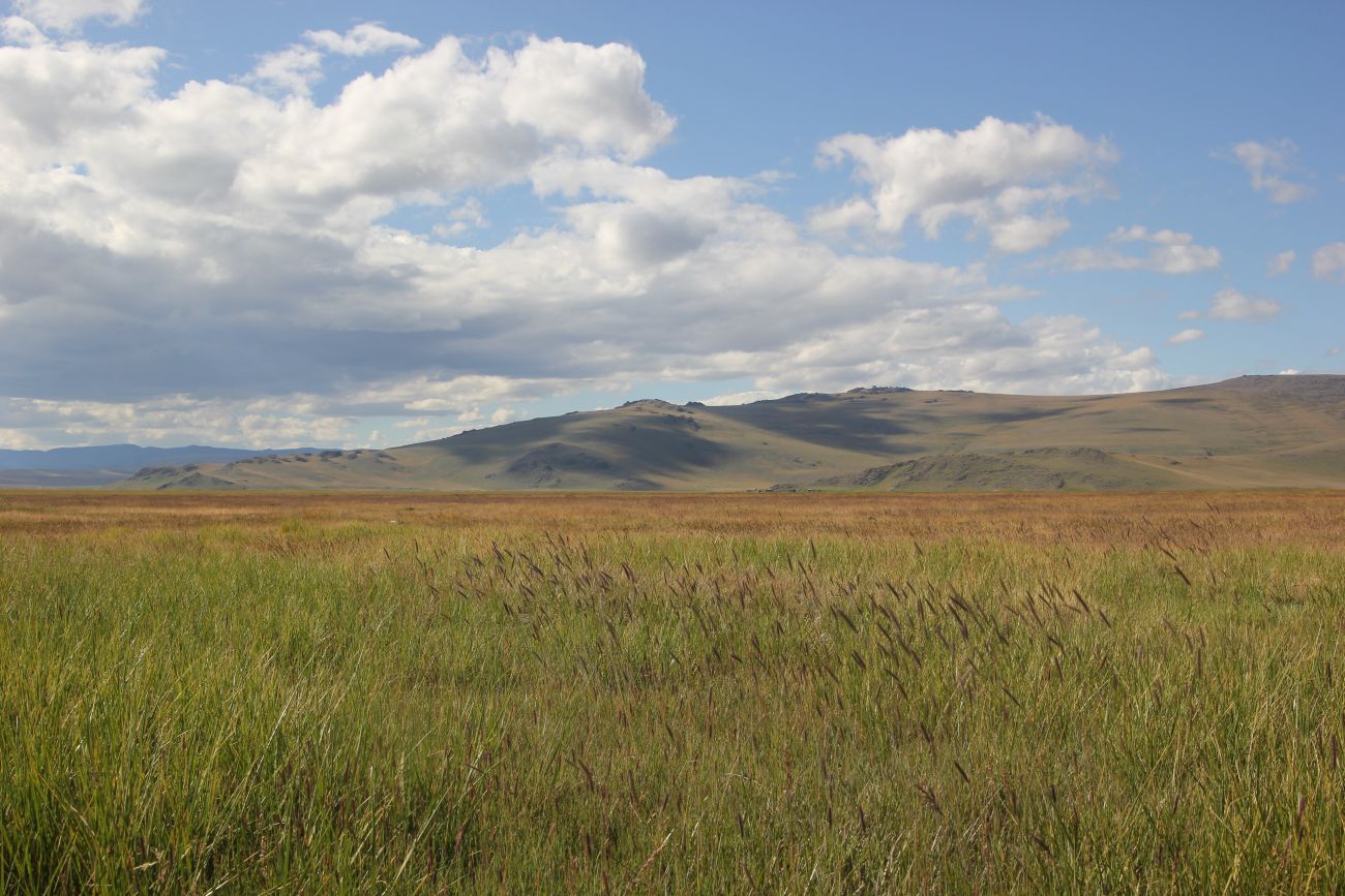 Окрестности Гусиного озера, image of landscape/habitat.
