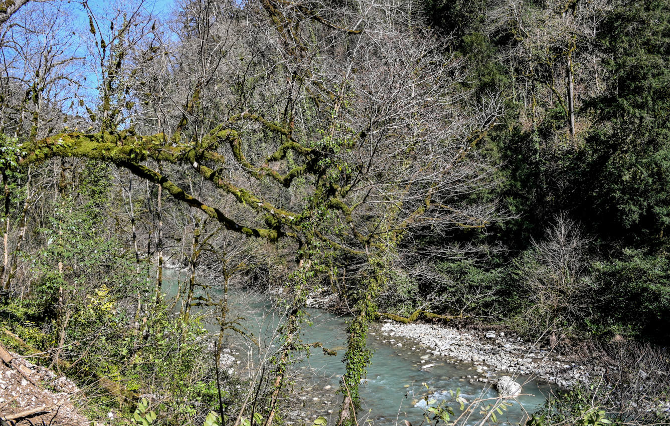 Тисо-самшитовая роща, image of landscape/habitat.