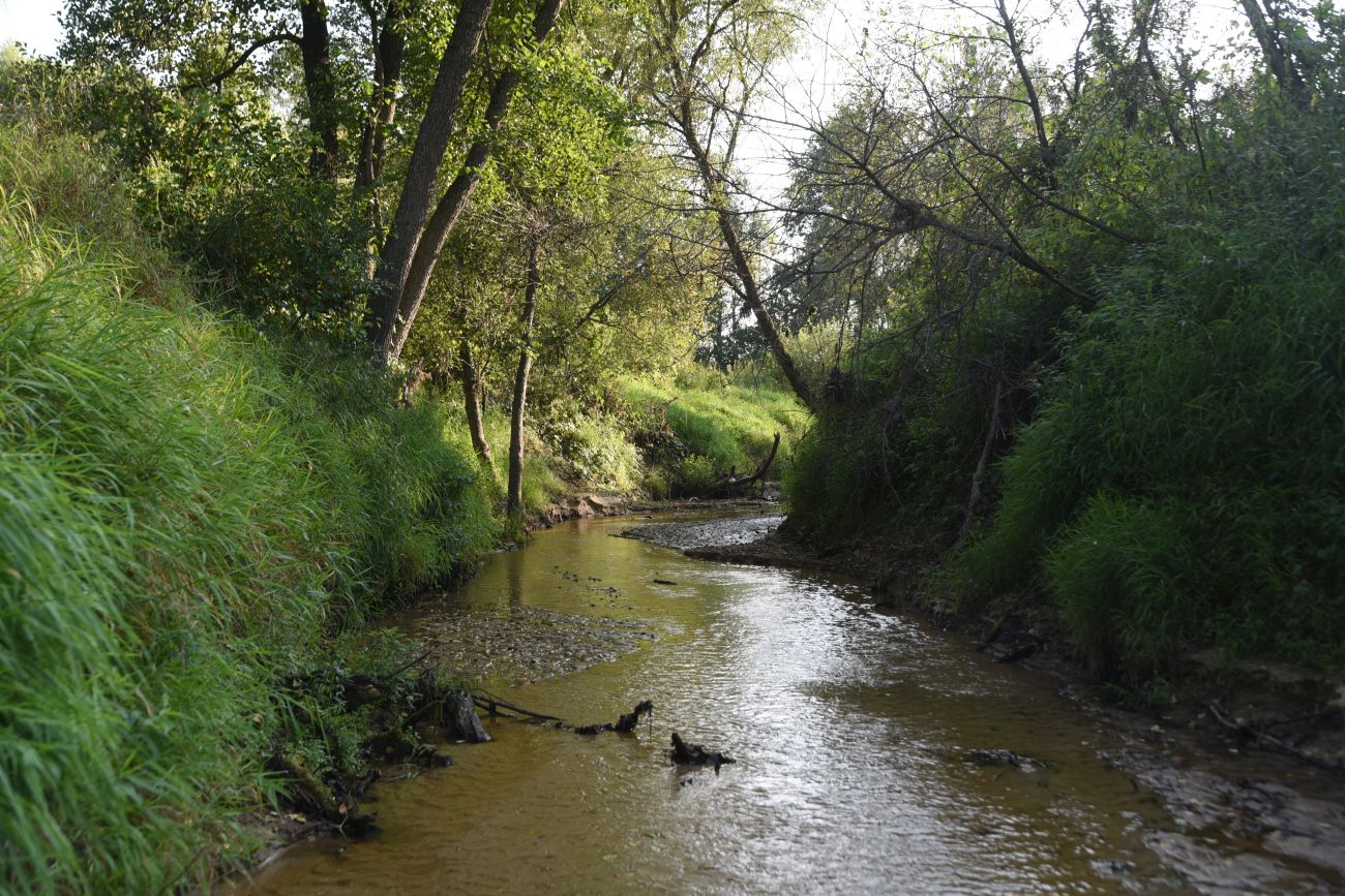 Устье ручья Черебеть, image of landscape/habitat.
