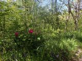 Агармышский лес, image of landscape/habitat.