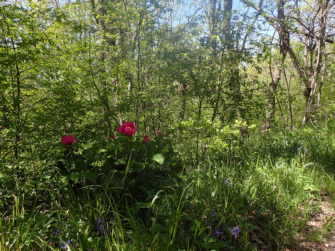 Агармышский лес, image of landscape/habitat.