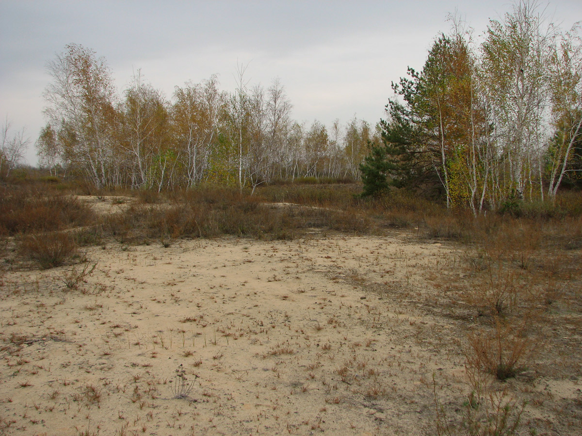 Трехизбенская степь, image of landscape/habitat.