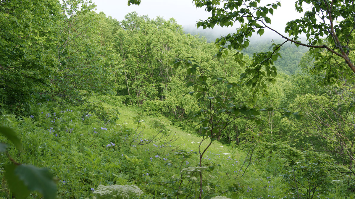 Гора Раковая, image of landscape/habitat.
