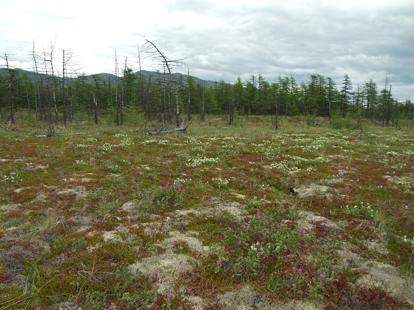Арманское побережье, image of landscape/habitat.