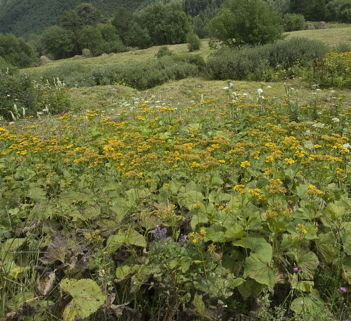 Восточный склон горы Чегет, image of landscape/habitat.