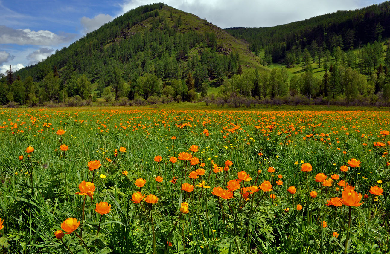 Окрестности села Шебалино, image of landscape/habitat.