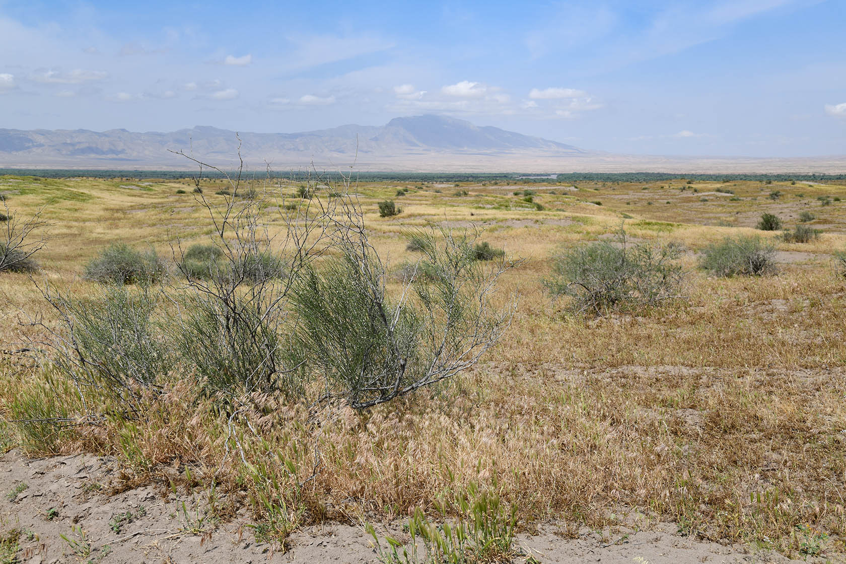 Пески Кашкакум, image of landscape/habitat.