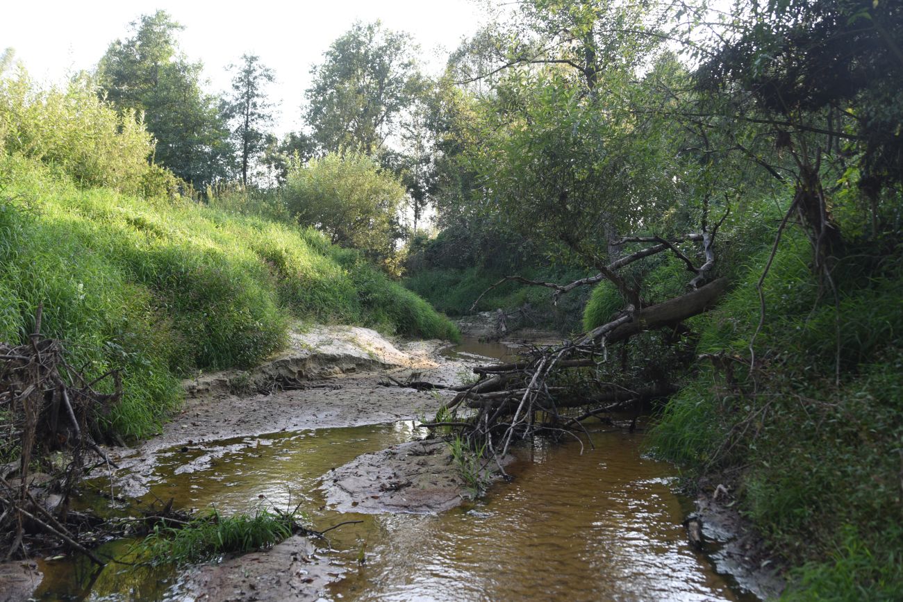 Устье ручья Черебеть, image of landscape/habitat.