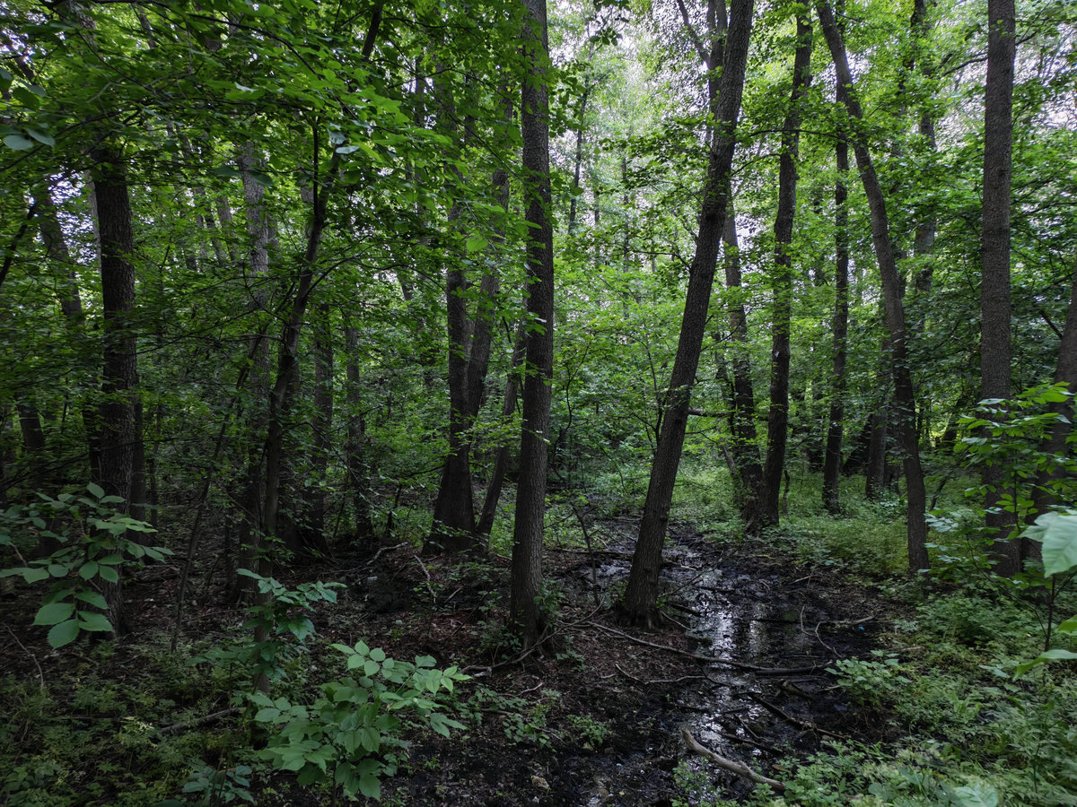 Чапурниковская балка, image of landscape/habitat.