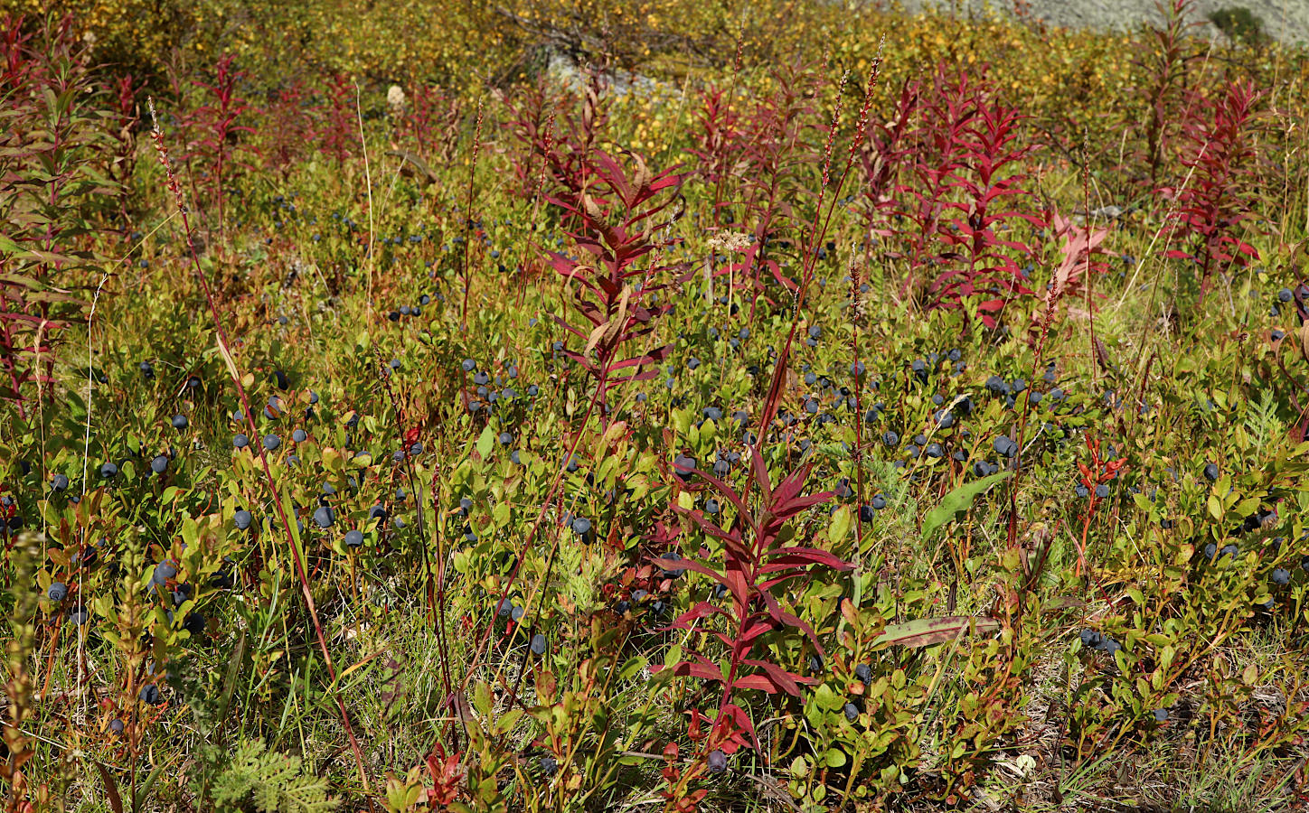 Верховья реки Большой Ханмей, image of landscape/habitat.