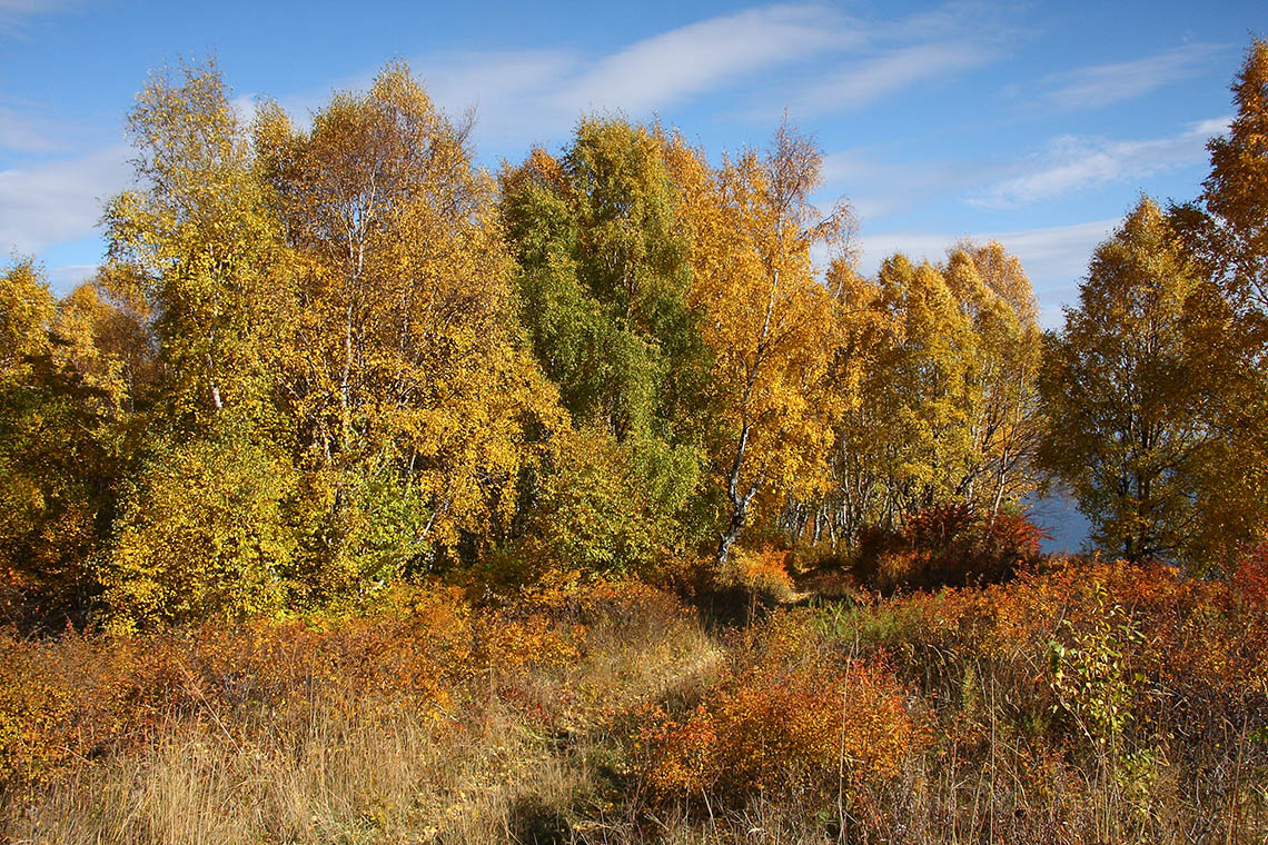 Порт Байкал, image of landscape/habitat.