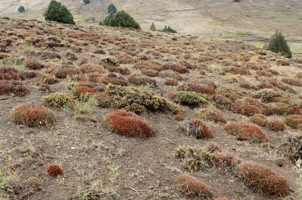 Чандыбил, image of landscape/habitat.