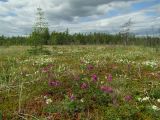 Арманское побережье, image of landscape/habitat.