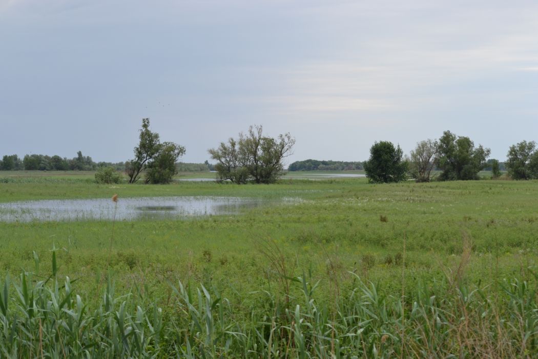 Дельта (средняя зона), изображение ландшафта.