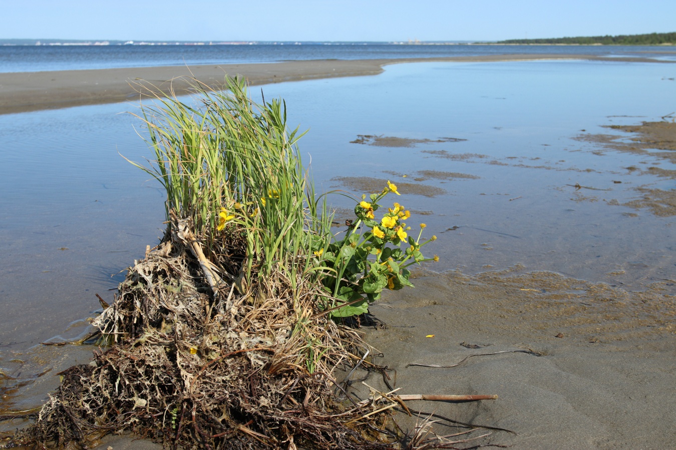 Окрестности деревни Выбье, image of landscape/habitat.