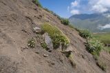 Урочище Хогес, image of landscape/habitat.