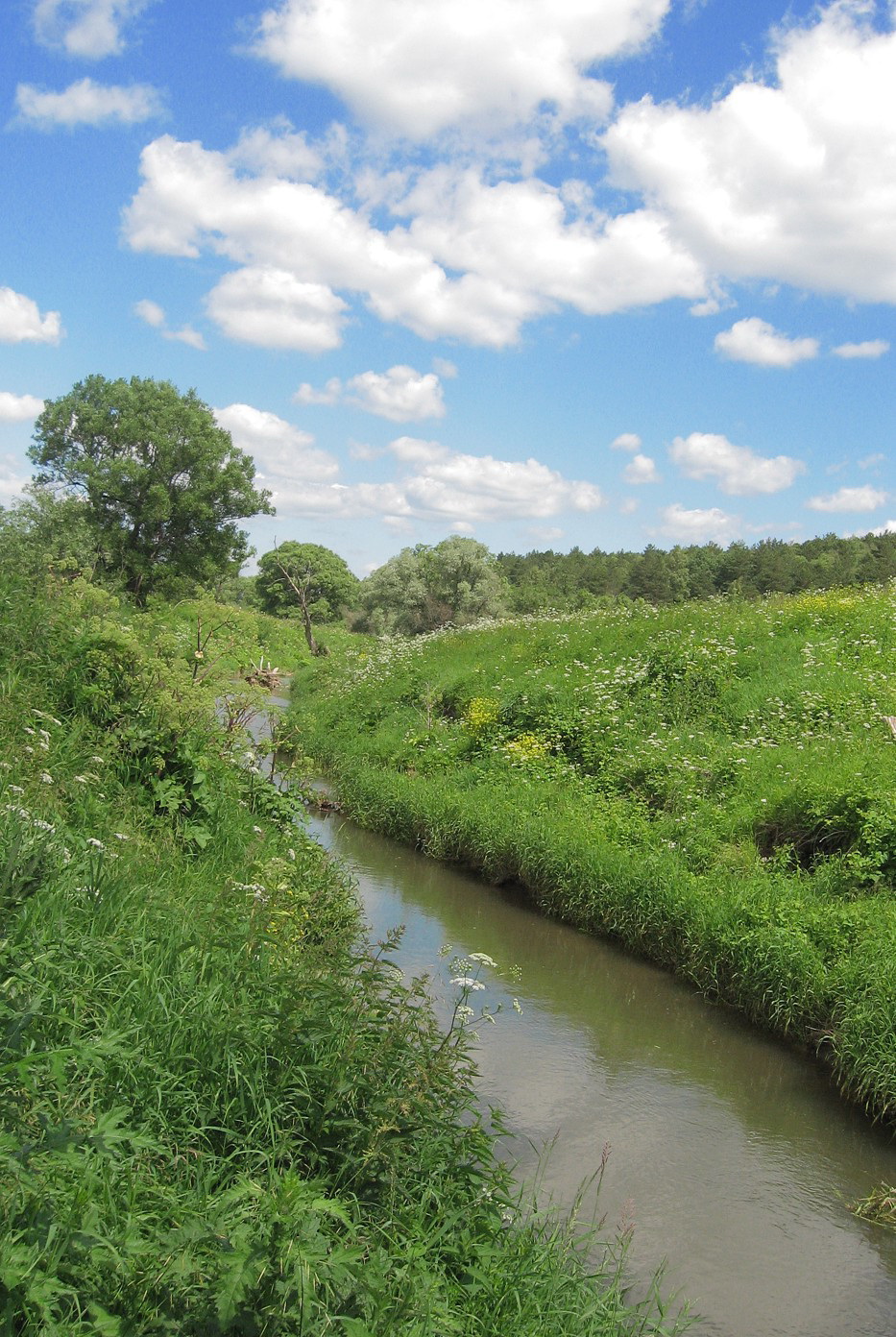 Долина р. Скнига у д. Волково, image of landscape/habitat.