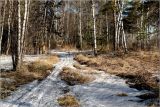 Кузьминский лесопарк, изображение ландшафта.