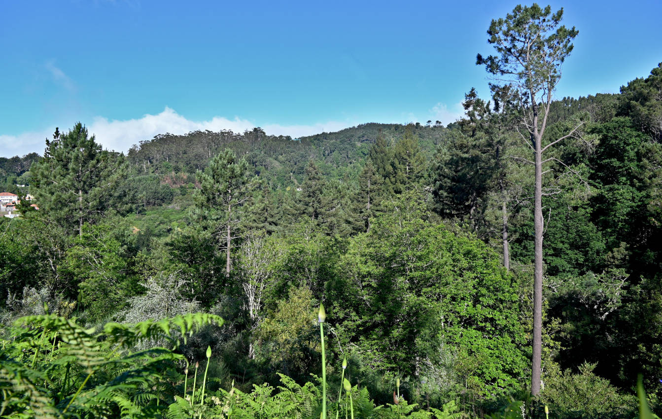Окрестности города Камаша, image of landscape/habitat.