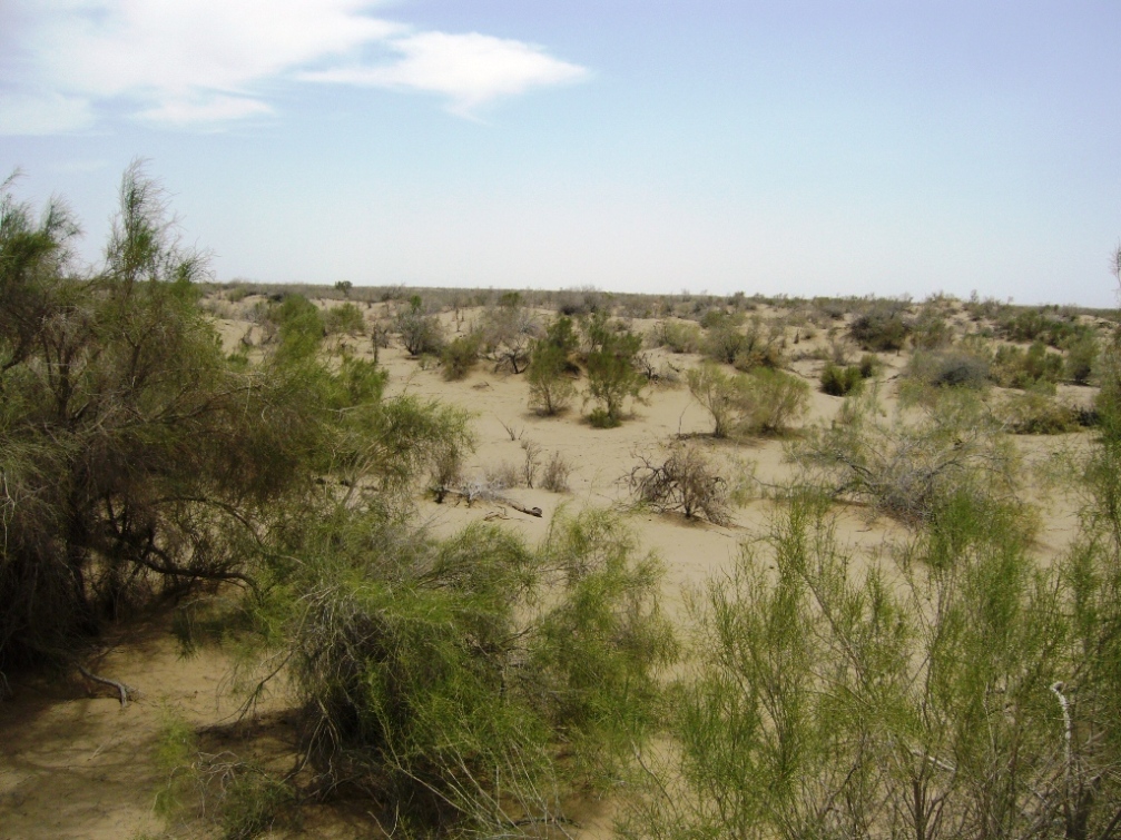 Мервский оазис с пустыней, image of landscape/habitat.