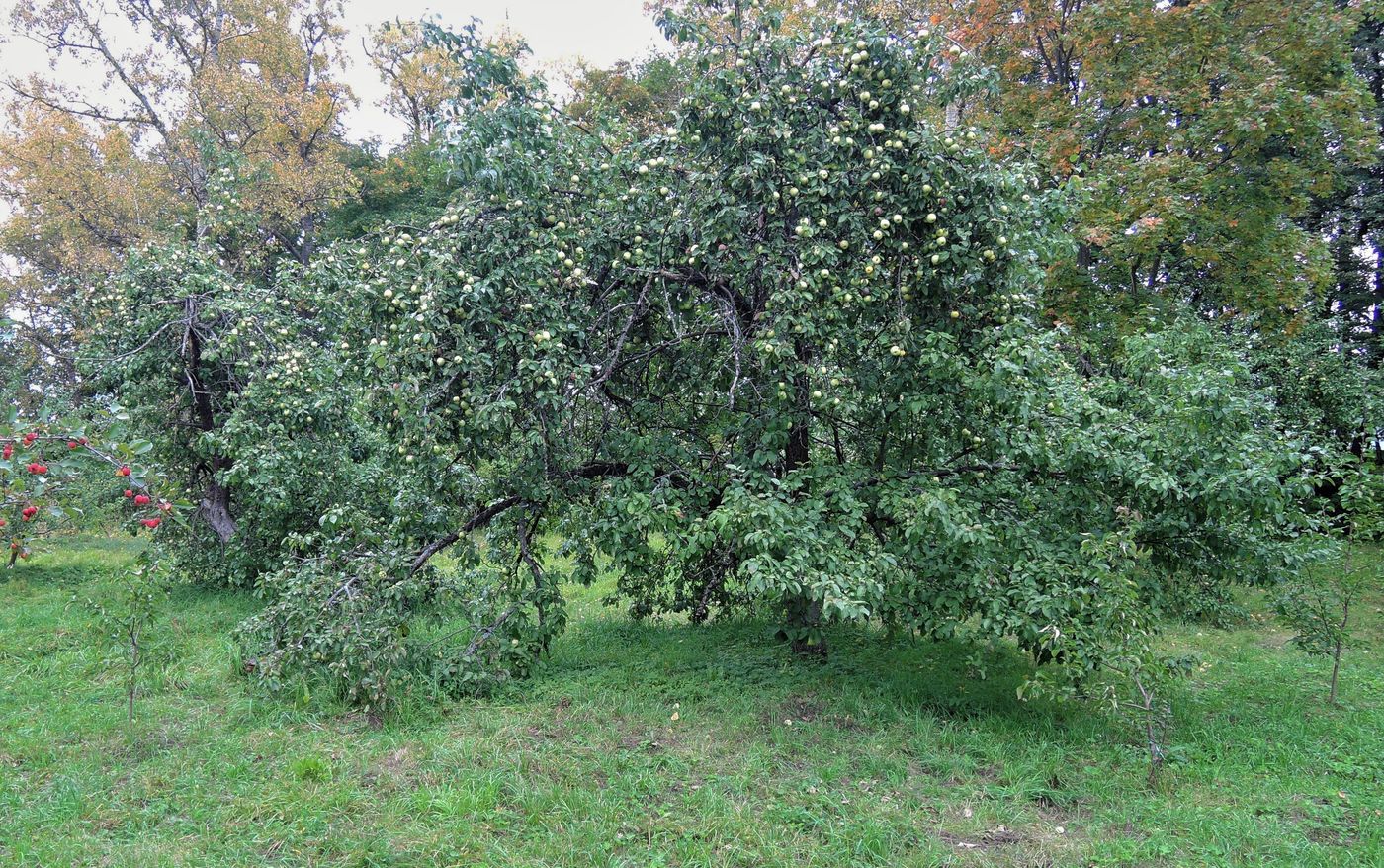 Захарово, image of landscape/habitat.