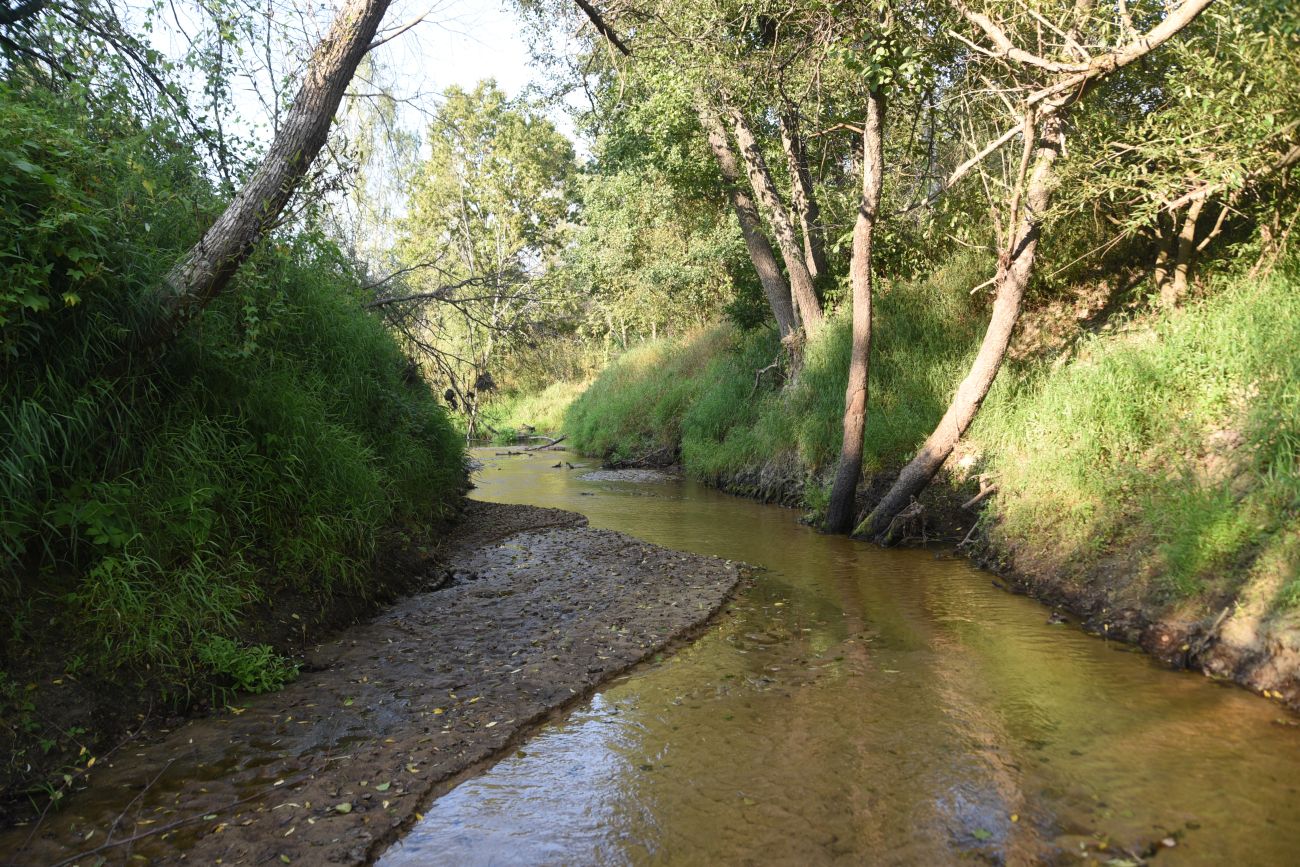 Устье ручья Черебеть, image of landscape/habitat.