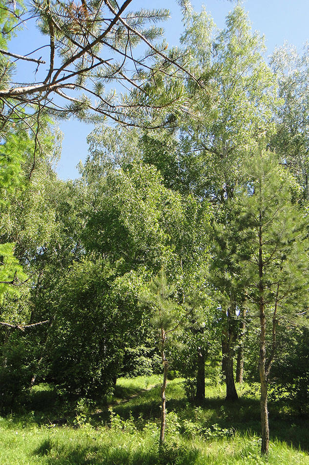 Иркутск, image of landscape/habitat.