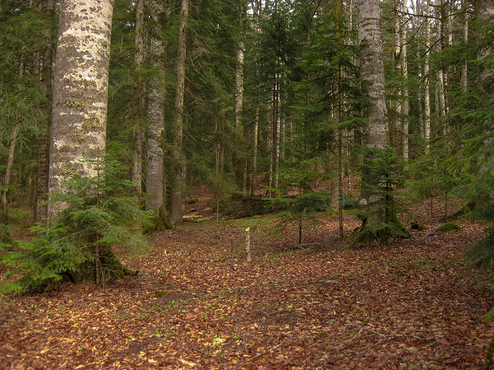 Гузерипль, image of landscape/habitat.