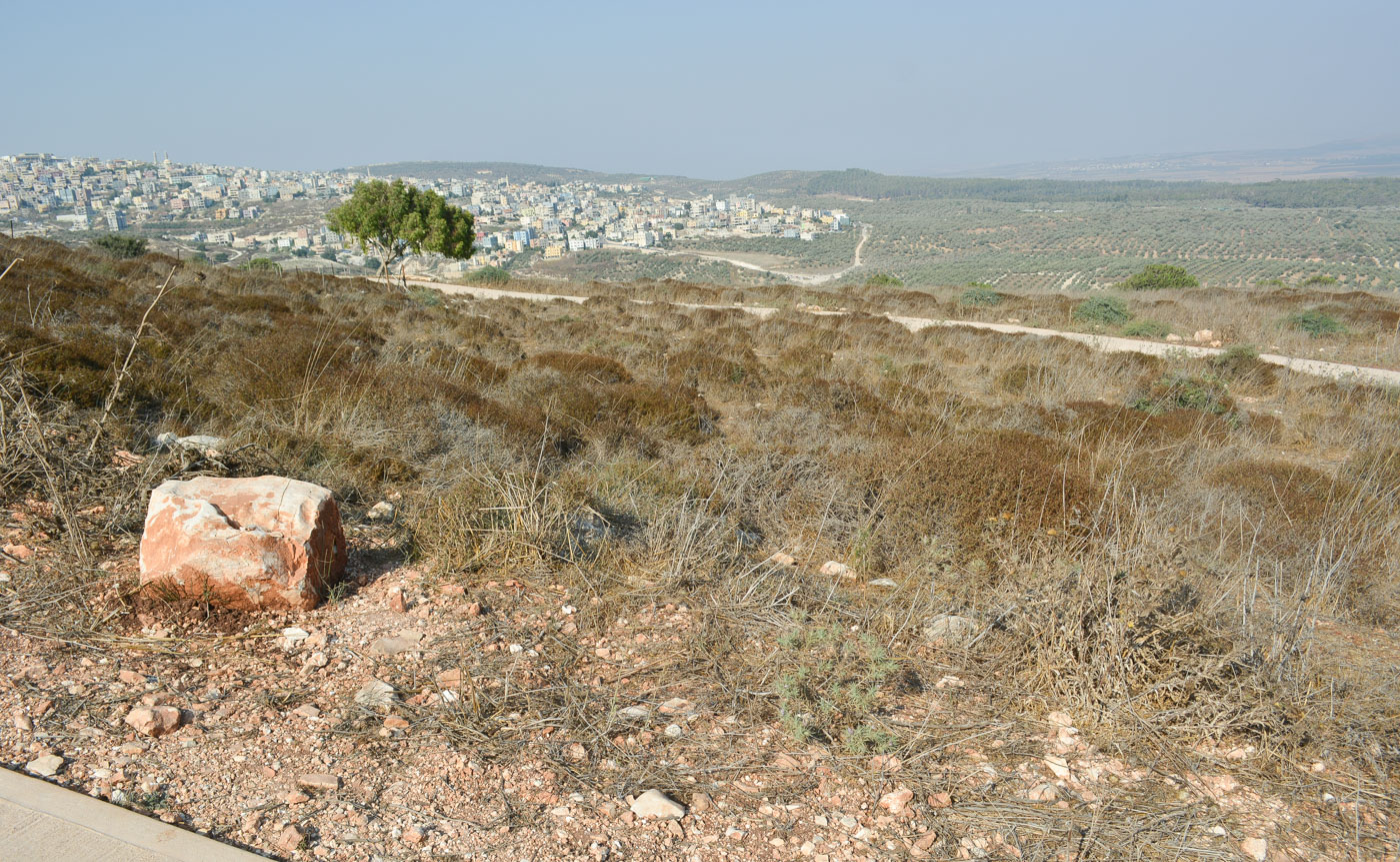 Нижняя Галилея, image of landscape/habitat.